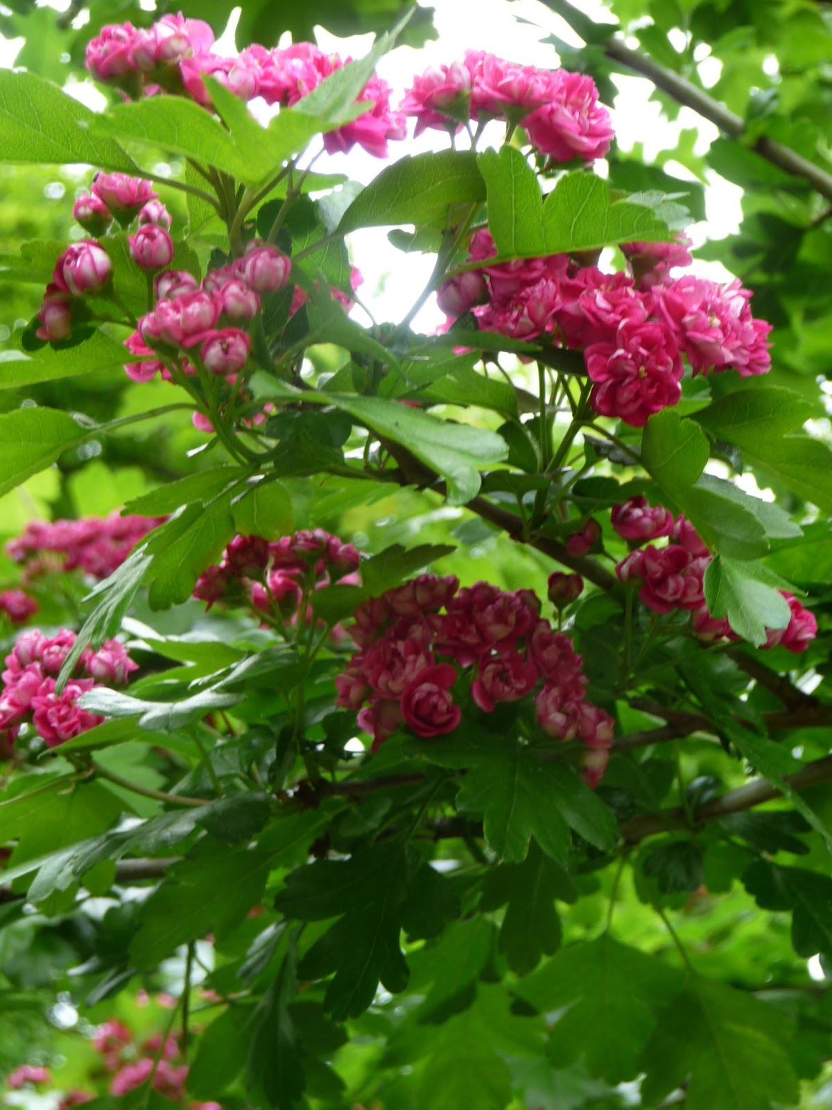 planter une aubepine